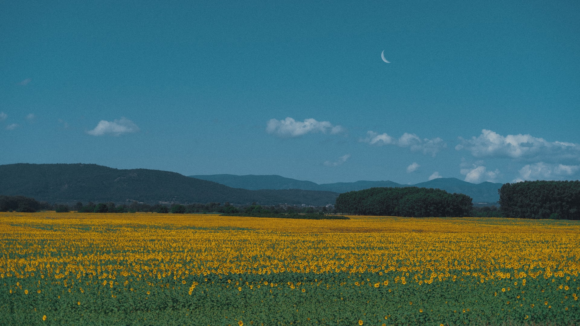 Elegant Scene with Sunflowers & Montains