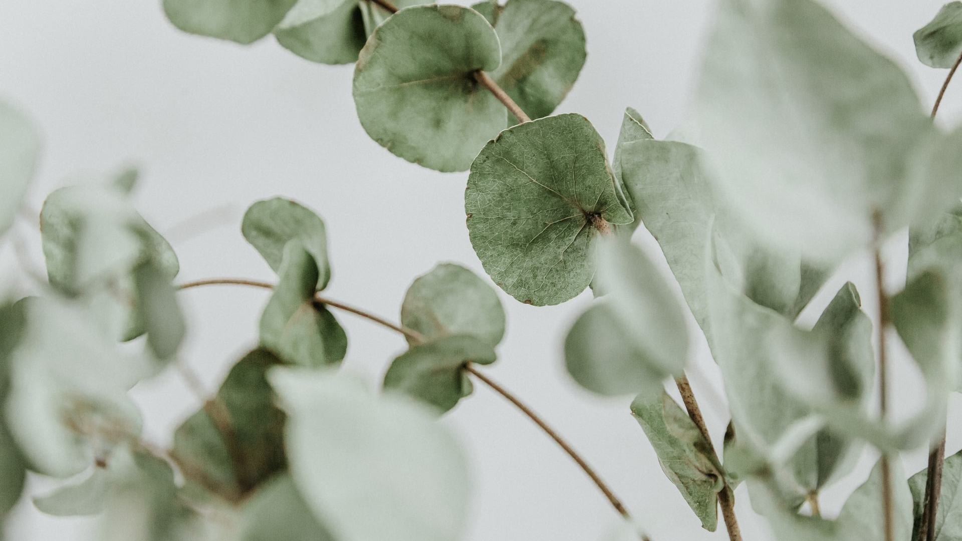 Eucalyptus Leaf on White Background