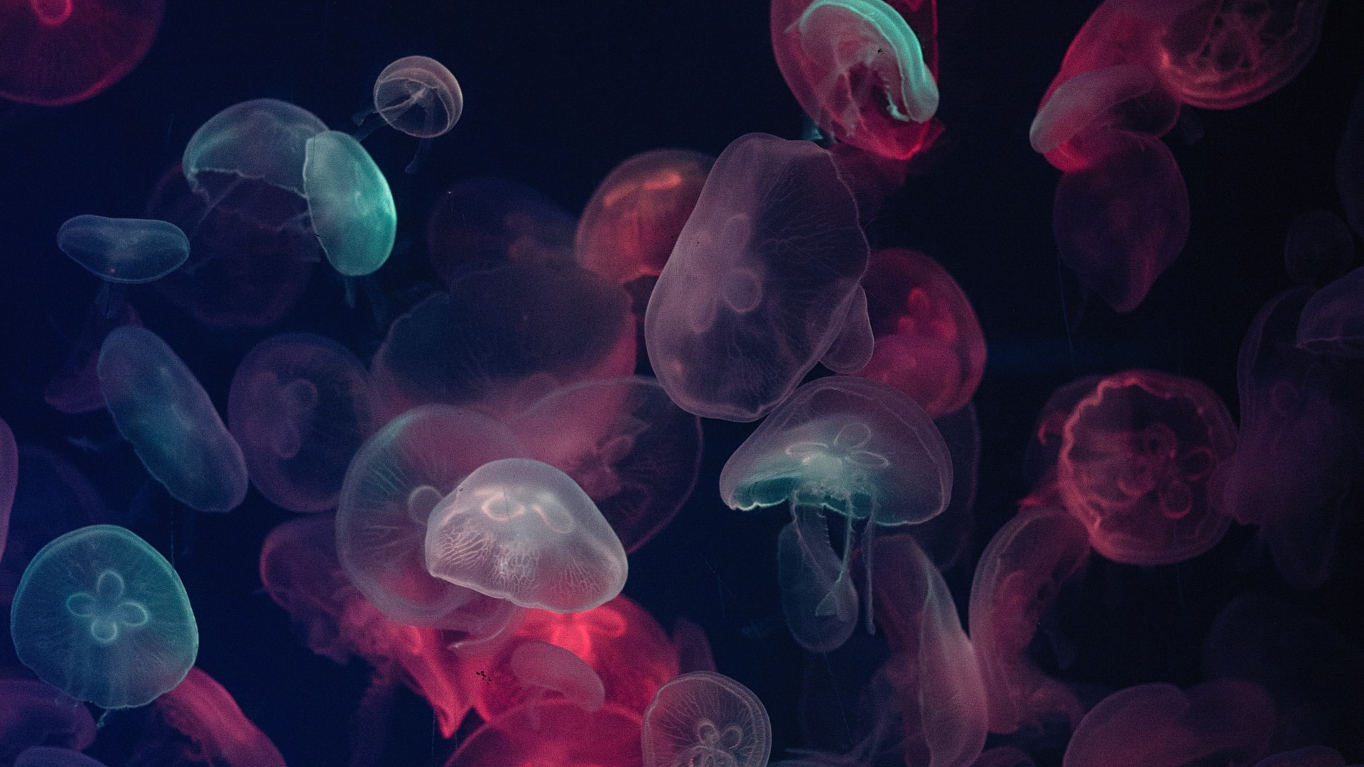 Jellyfish Under Fluorescent Illumination
