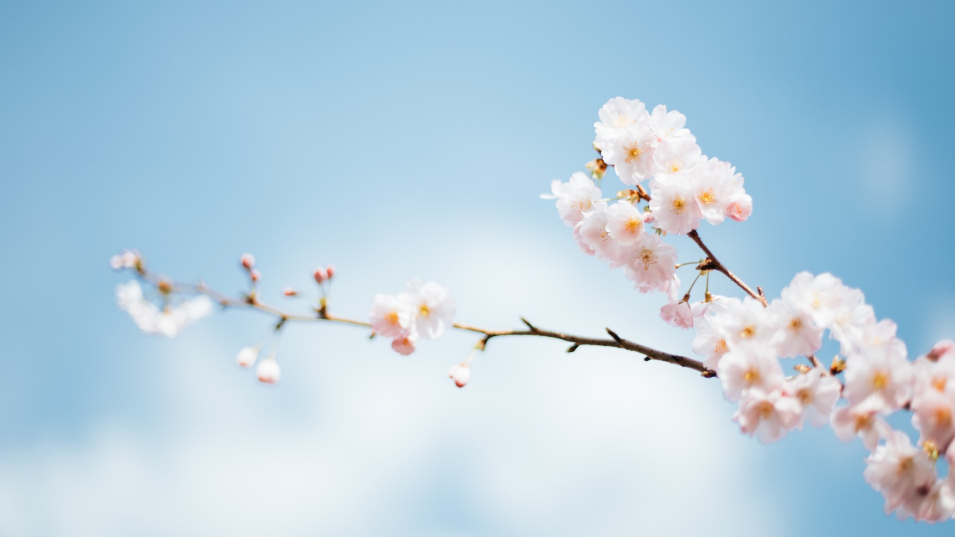 Spring Flower Blossoms on Branch