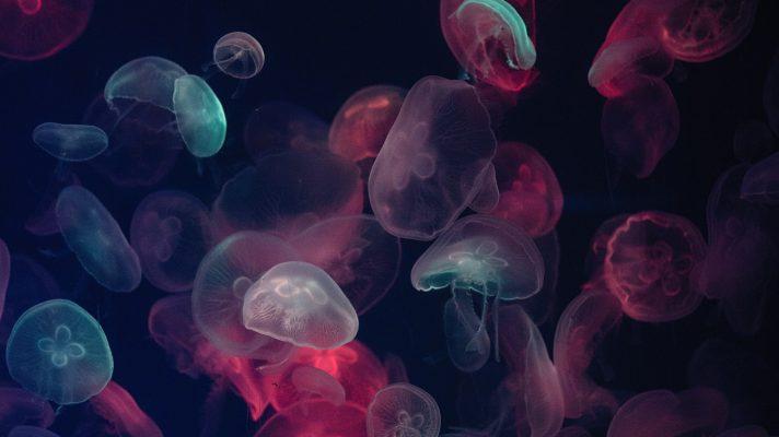 Jellyfish Under Fluorescent Illumination