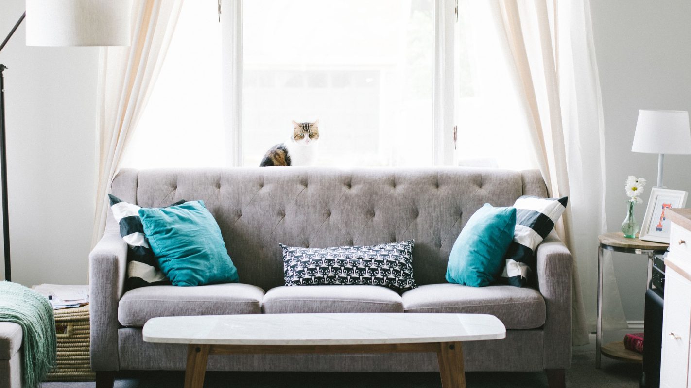 Cat on a Gray Sofa (Photo by <a href="https://pixabay.com/users/stocksnap-894430/">StockSnap</a>)