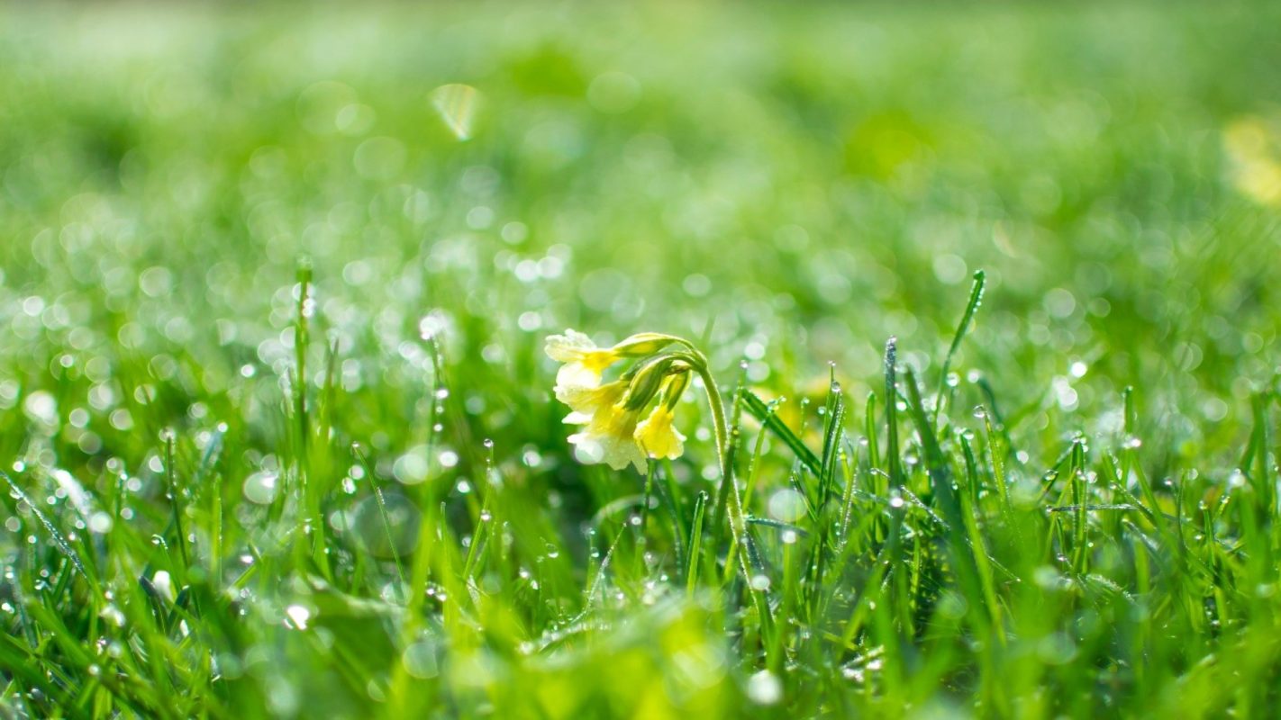 Sprouting of Grass