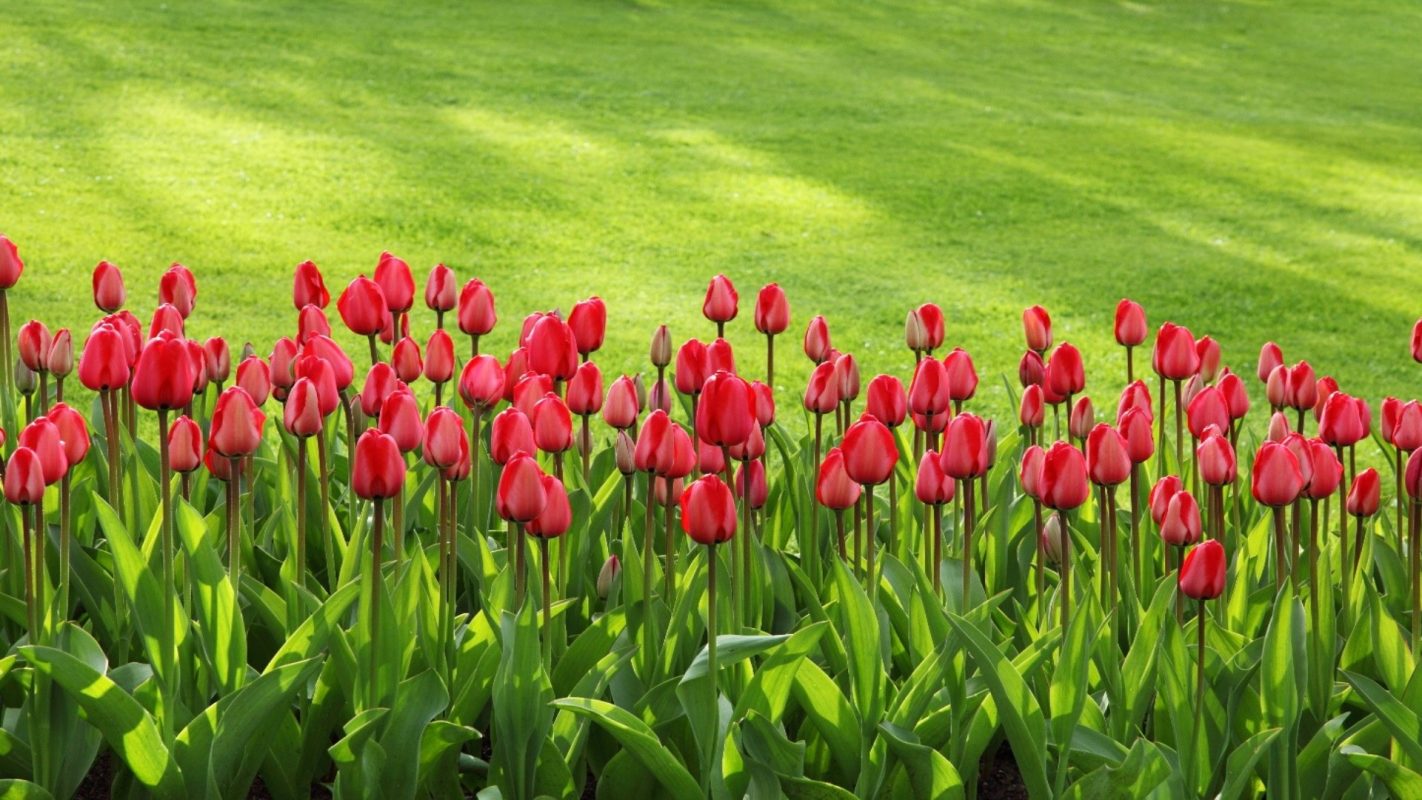 Tulip Garden